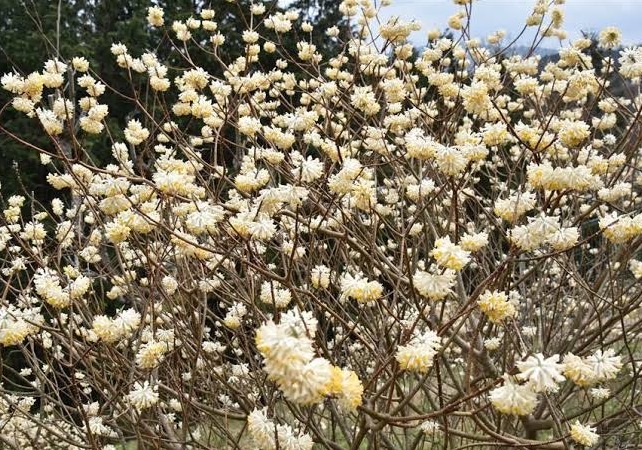 地産地消の癒しとキレイを！ 徳島県三好市特産「ミツマタ」炭パックづくり＆背中ケア+アロマで至福のリラクゼーション_2